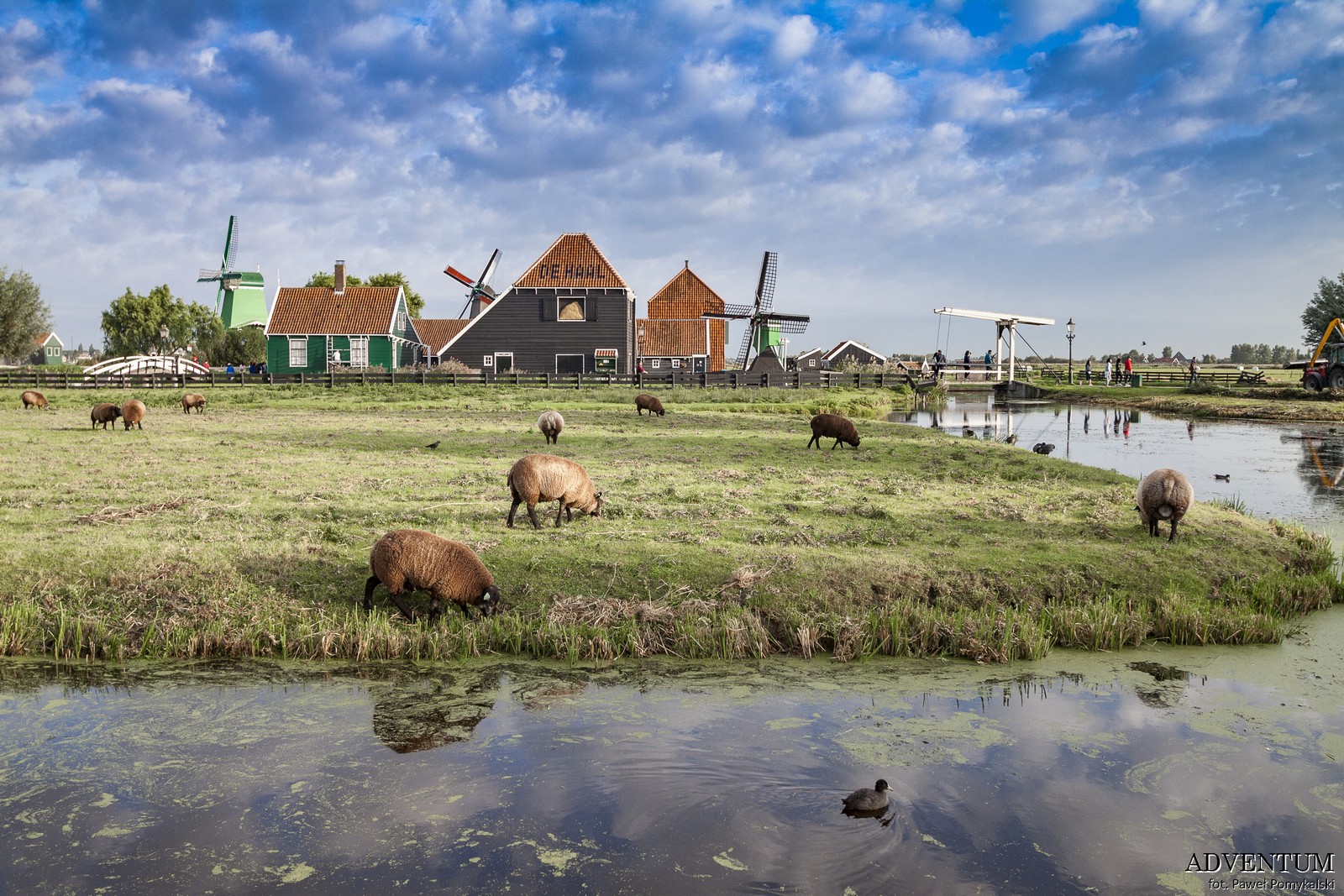 Holandia Zaanse Schans Atrakcje Zwiedzanie co Zobaczyć Amsterdam Rotterdam Haga Kanały Wiatraki