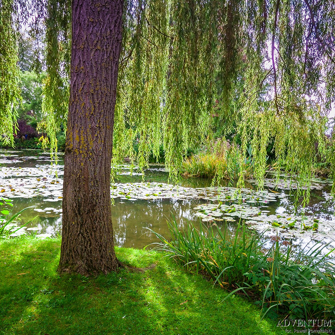 wybrzeże Normandii, atrakcje Normandii, Normandia, Francja, plaże, kurort, zwiedzanie, podróżowanie, podróże, atrakcje, Giverny, ogrody, malarstwo, sztuka